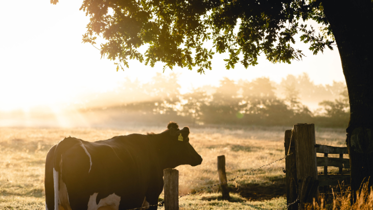 Victorian Gem to Equestrian Hub: The Stanford Red Barn Story